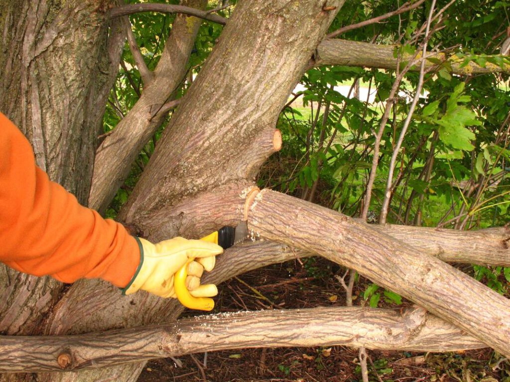 Tree Trimming Service | Shrub Trimming | Shrub Pruning